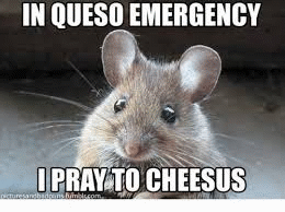 Photograph of a mouse with its ears perked, staring at the camera. Two rows of text overlay the photo. Top row: 'IN QUESO EMERGENCY'. Bottom row: 'I PRAY TO CHEESUS.'.